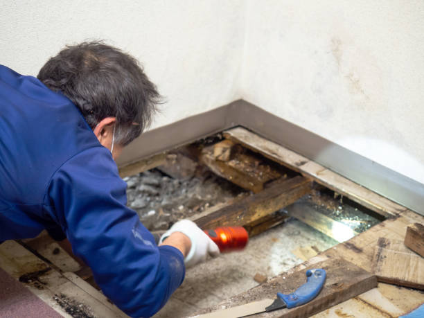 Best Bathroom Mold Remediation in Holland, TX