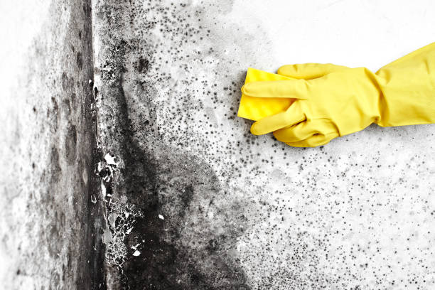 Best Preventive Mold Services in Holland, TX
