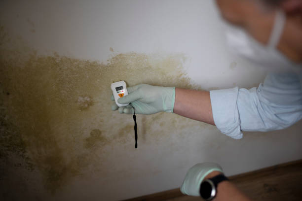 Best Crawl Space Mold Remediation in Holland, TX