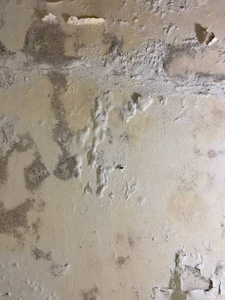 Best Residential Mold Remediation in Holland, TX