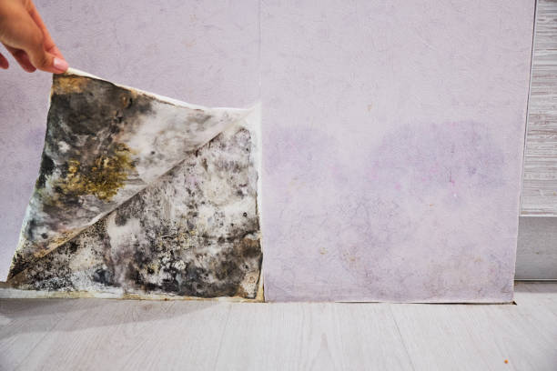 Best Localized Mold Remediation (e.g., coastal areas, humid climates) in Holland, TX